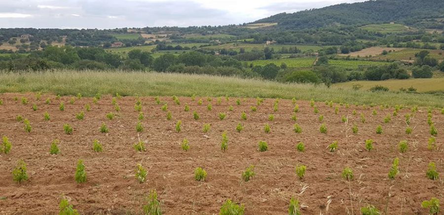 Progetto “Longevitas”nel Mandrolisai