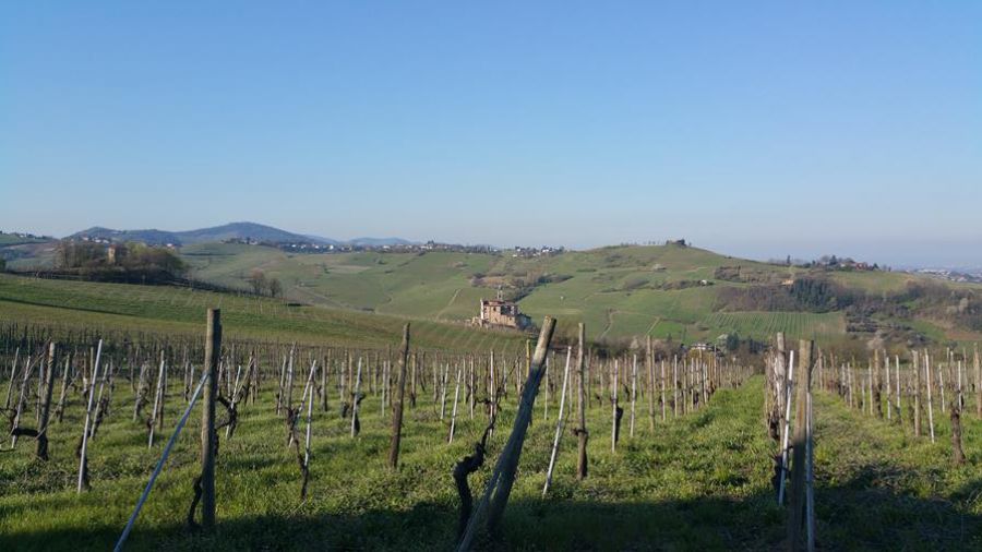 Auguri all’Oltrepò Pavese Pinot grigio