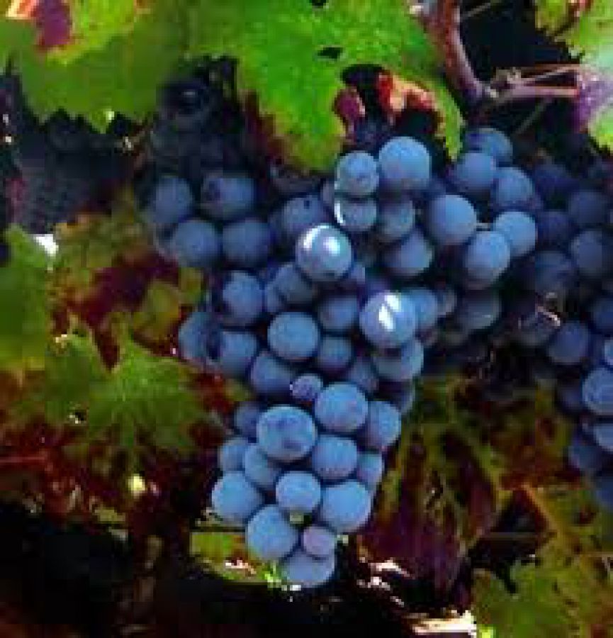 Auguri al Pinot Nero dell’Oltrepo' Pavese