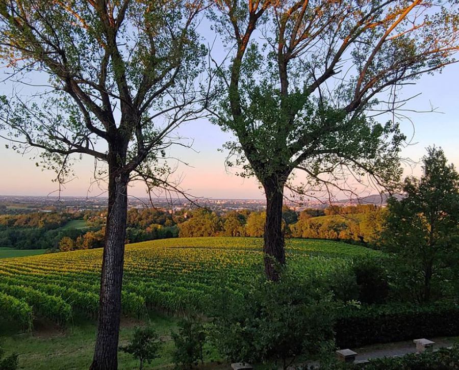 Tramonti in vigna, aperitivi e cene d'autore