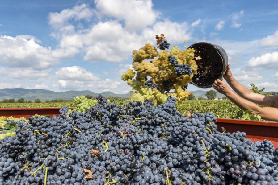 Assoenologi: verso una buona vendemmia