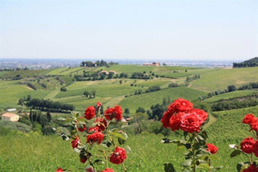 Colline Meldolesi tra natura, cultura e sapori!