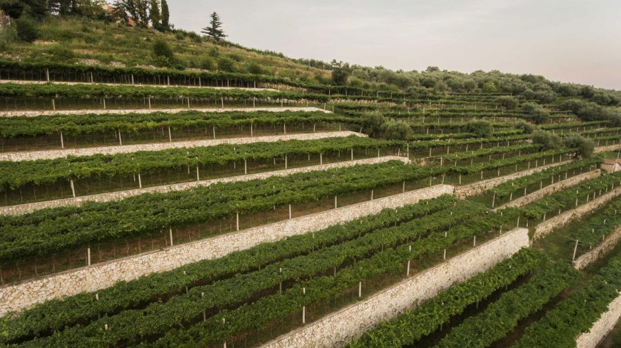 Vendemmia all’insegna della sostenibilita’