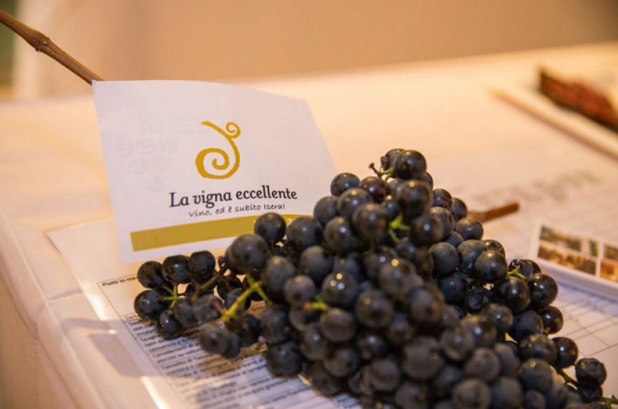#Trentinowinefest, dal 9 all’11 ottobre la XIX edizione della manifestazione dedicata al Marzemino LA VIGNA ECCELLENTE. ED È SUBITO ISERA