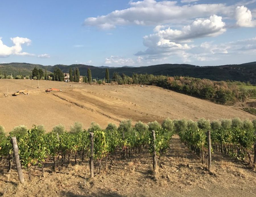 Le migliori soluzioni per vigneti e oliveti