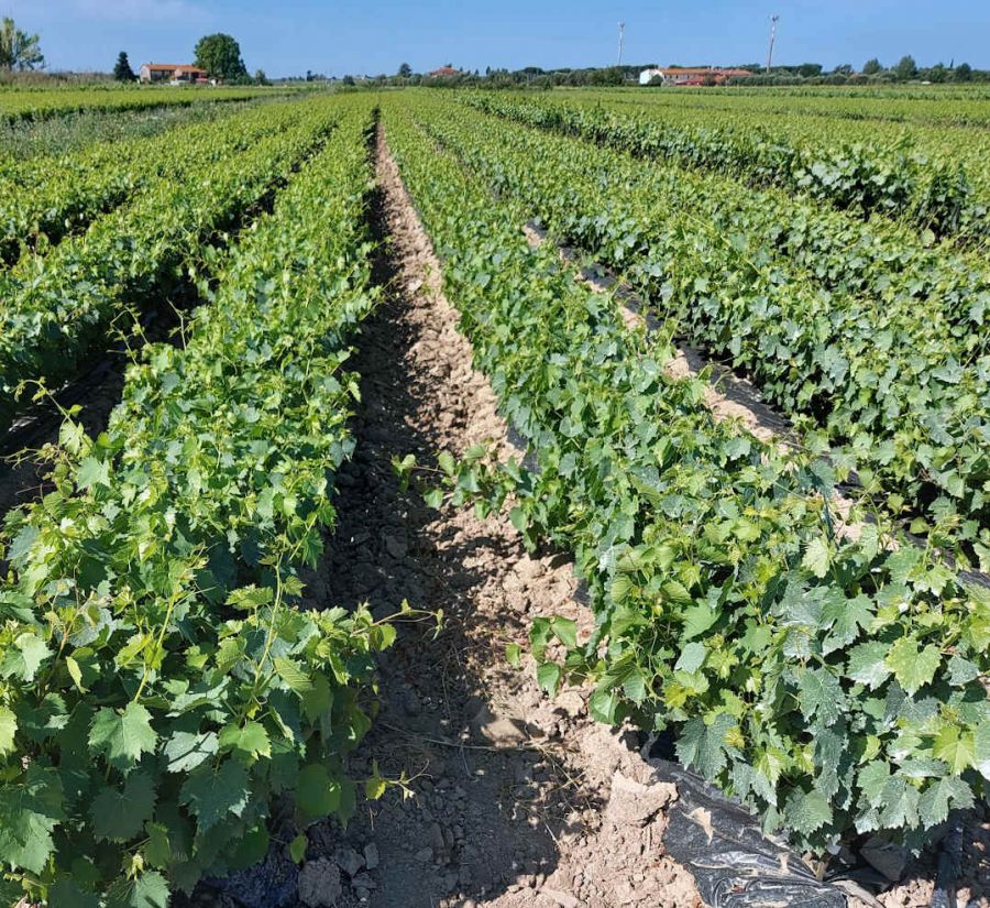 Dal 1934 viti, piante madri e portainnesto di qualità