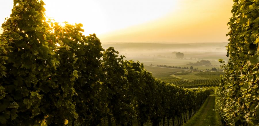 Valorizzare i comprensori vitivinicoli di qualità