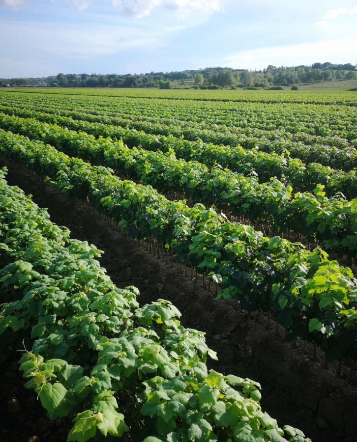 Da tre generazioni al fianco dei viticoltori