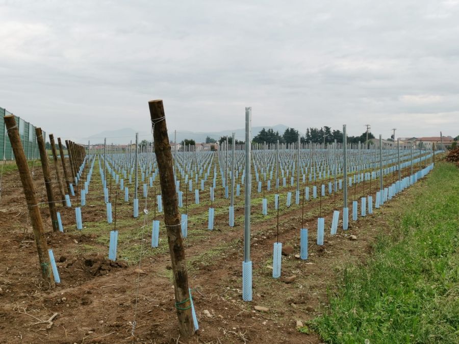Innovativi shelters per una crescita protetta