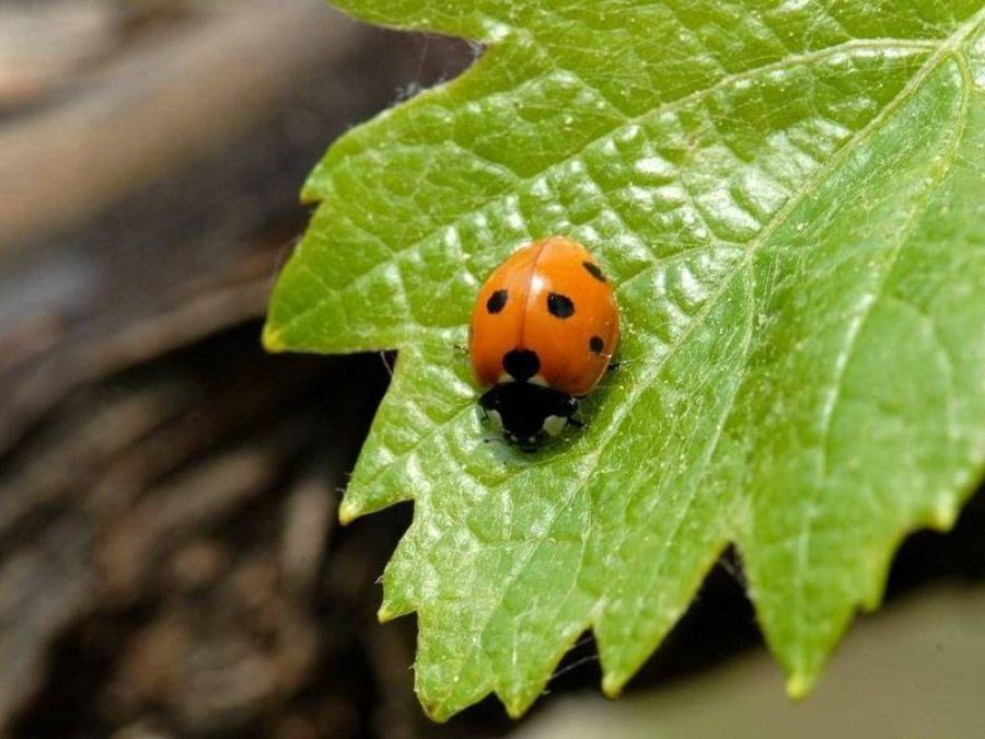 Bando ricerca agricoltura biologica