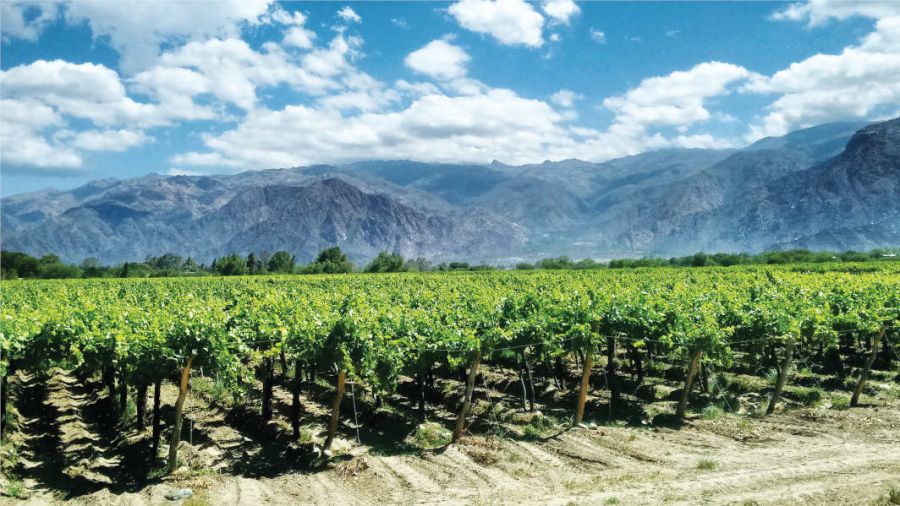 VIGNA TECH - Prodotti per l’agricoltura biologica