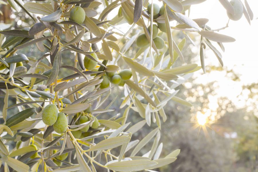 Nasce il Turismo dell'Olio