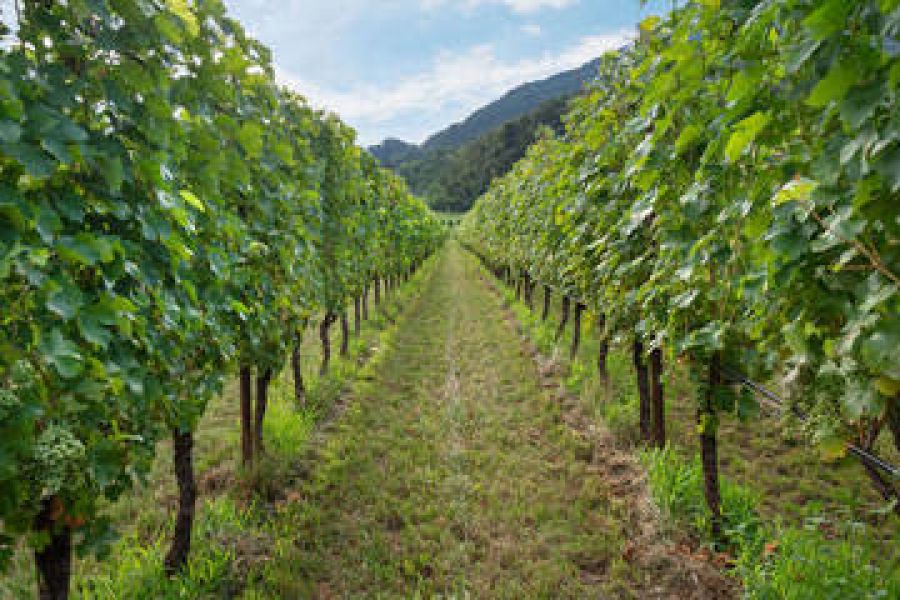 13^ Giornata tecnica della vite e del vino