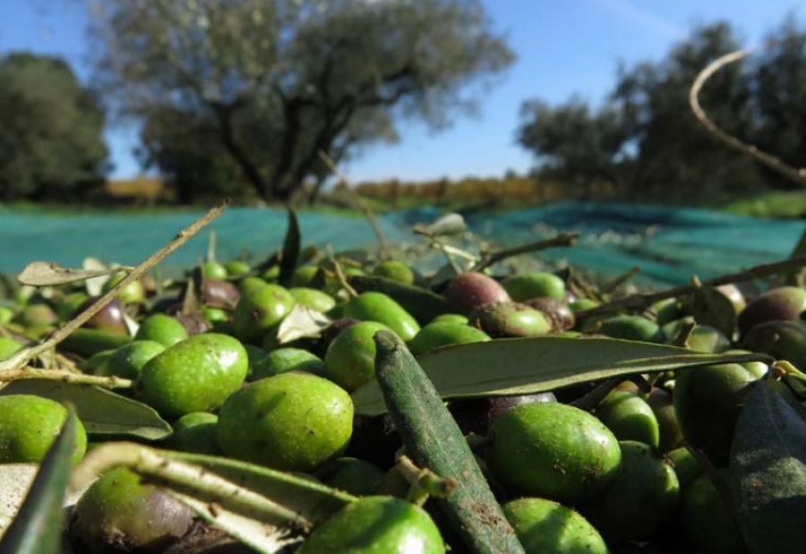 Buono l'export agroalimentare 2019