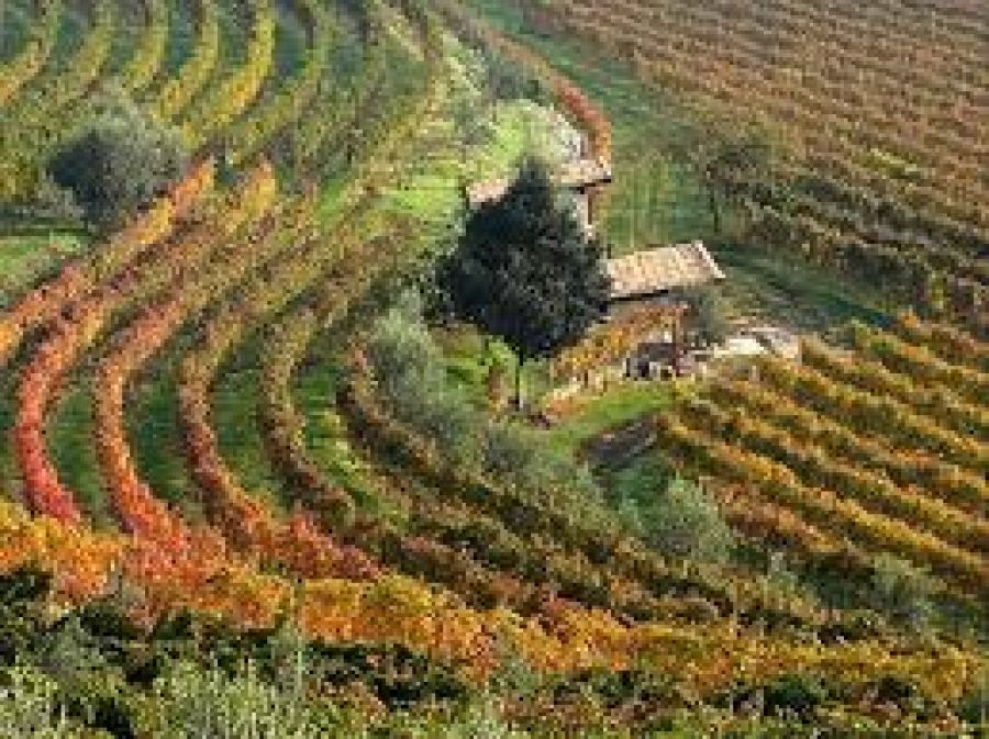 Auguri al Teroldego Rotaliano