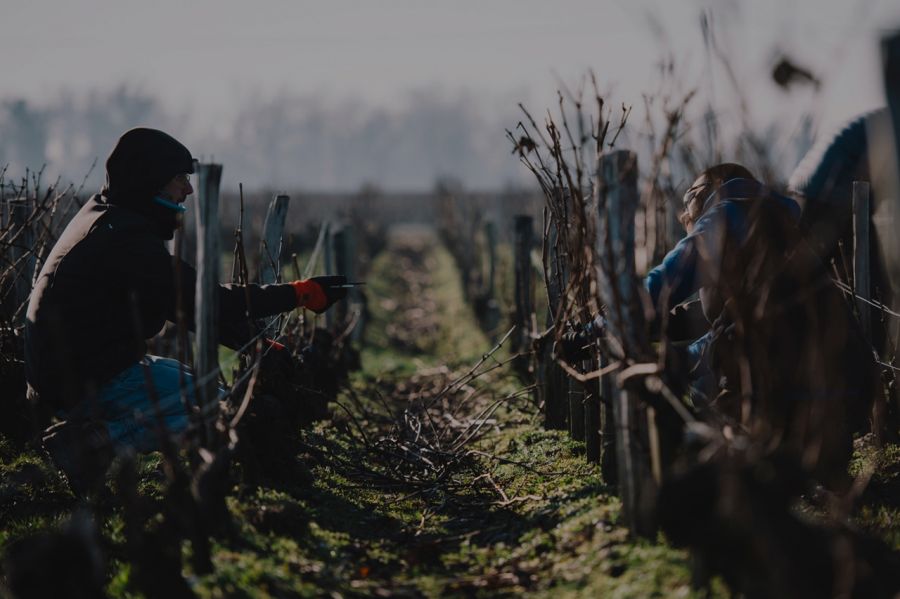 VINE MASTER PRUNERS Academy