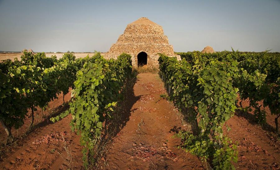 Primitivo di Manduria: è tempo di camminare tra le vigne