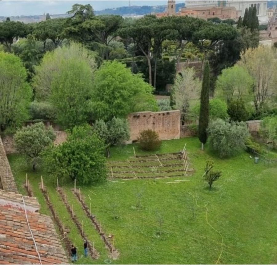 Un vigneto al Colosseo