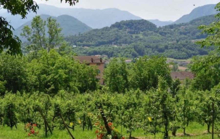 Previsioni vendemmia in Veneto