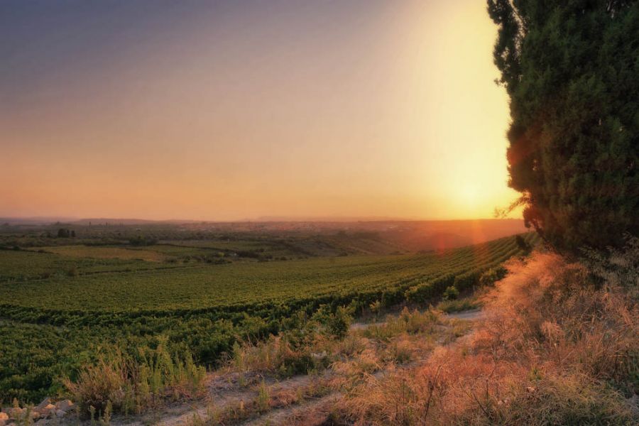 Nella terra del Vermentino