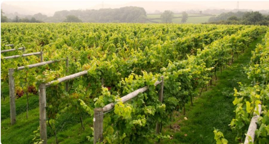 Sustainable Wine Roundtable