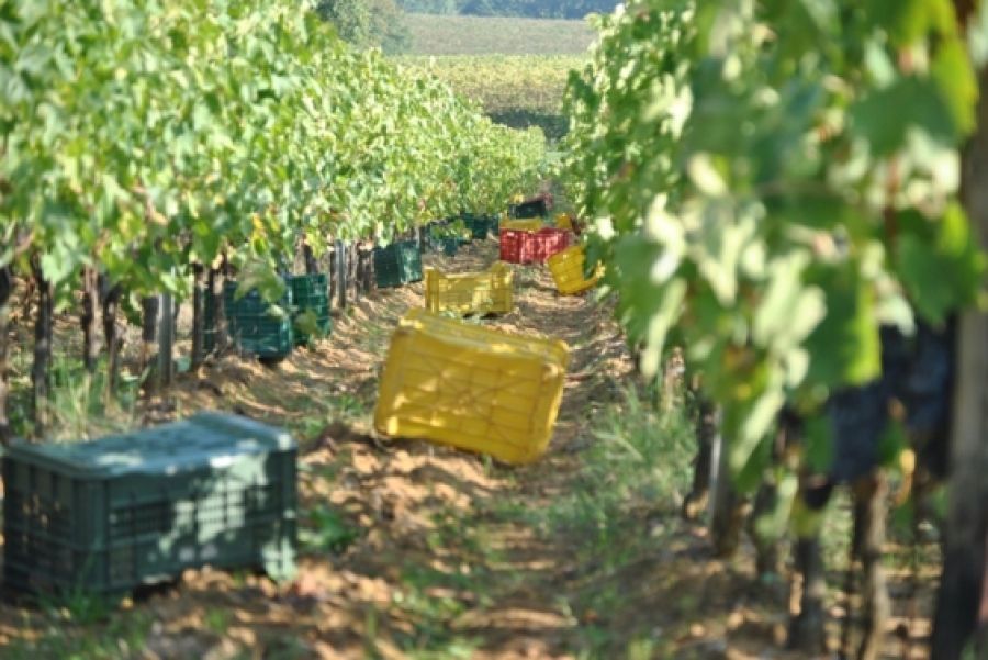 Nobile di Montepulciano: prima vendemmia delle Pievi
