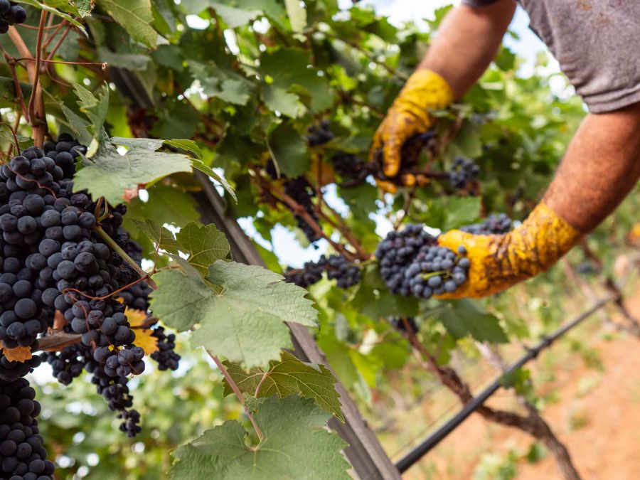 Primitivo di Manduria: vendemmia posticipata e di ottima qualità