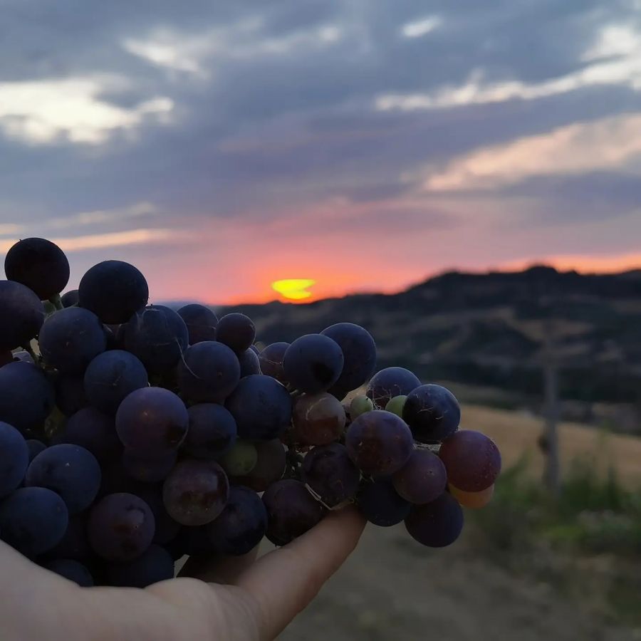 Marche: circuito dei vini e dei sapori promosso dalla Regione