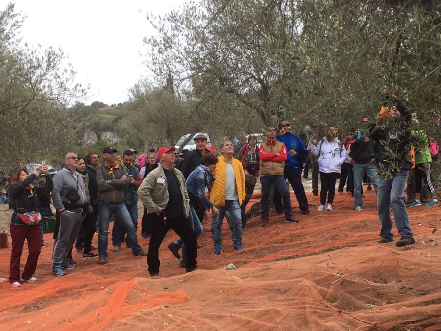 Al via la quinta edizione della Camminata tra gli Olivi