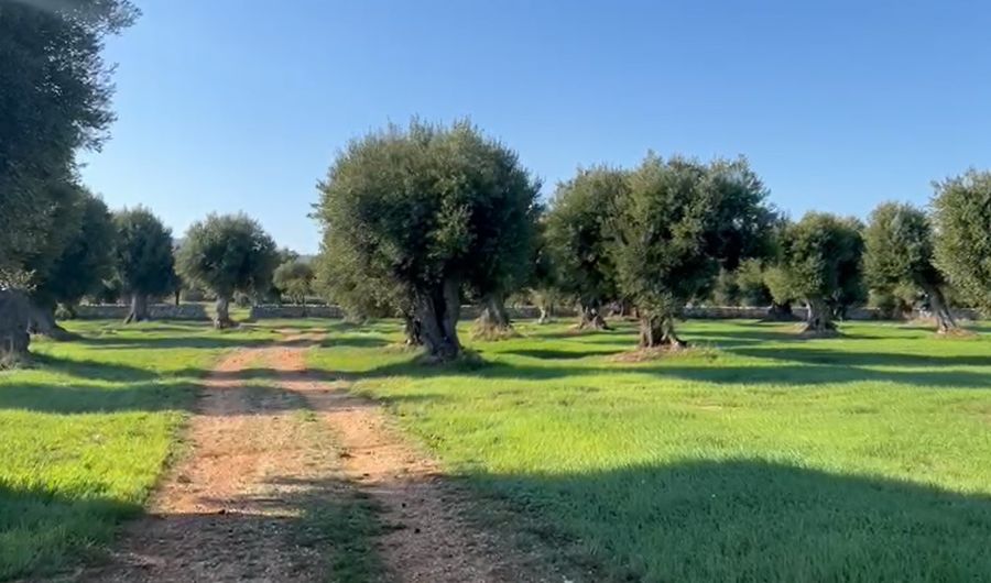 Al via la I edizione di Ulivo Day
