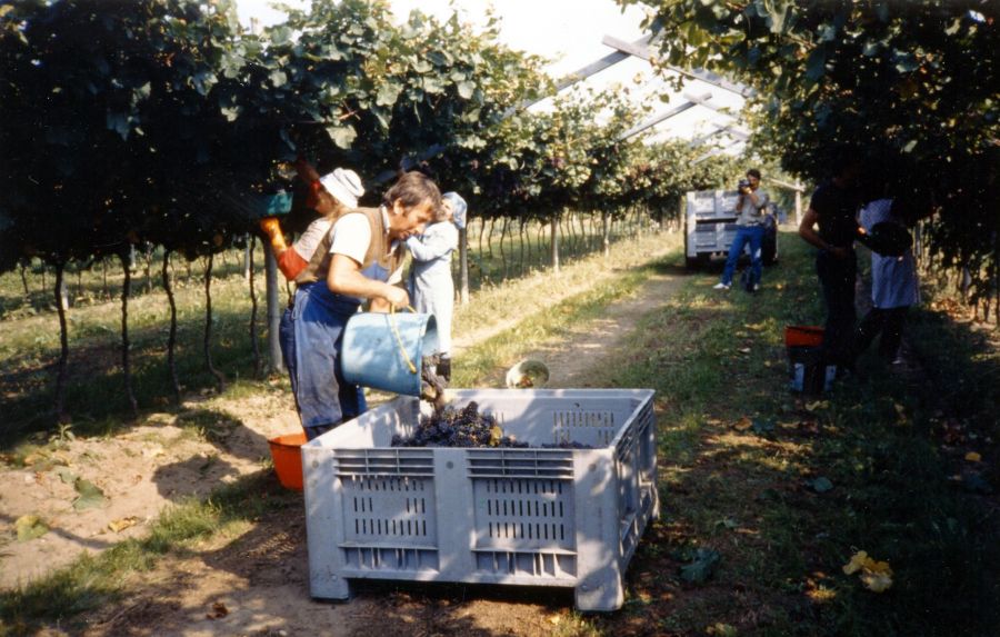 Enobox, gli innovativi contenitori per il vigneto