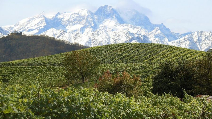Segnali positivi dalla vendemmia Alto Piemonte