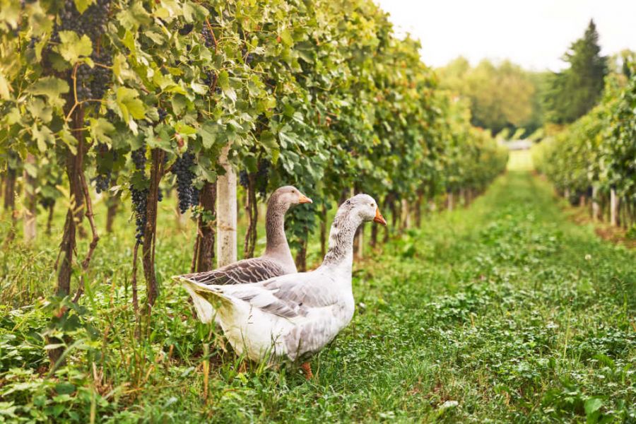 I Vini del Montello e le oche di san Martino