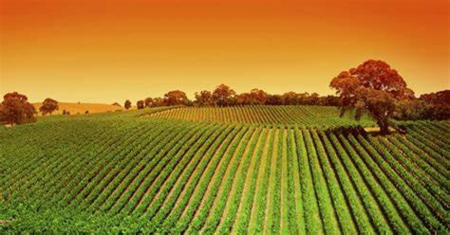 Fondo di Mutualizzazione rischi in agricoltura