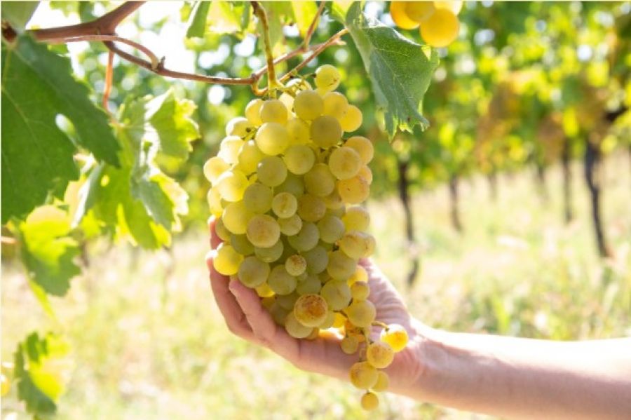 365 giorni di Gavi