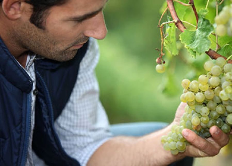 Dal 1973 Moltiplicatori Italiani Viticoli Associati