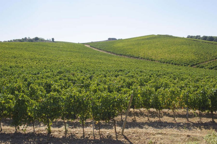 Ottime performance per la Doc Maremma Toscana
