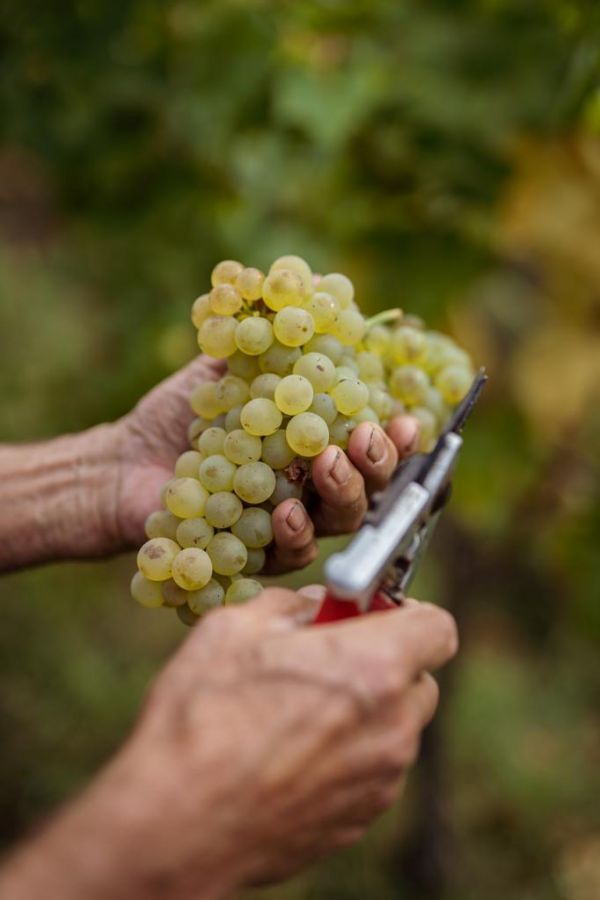Da quattro generazioni l’amore per la terra e i suoi frutti più semplici