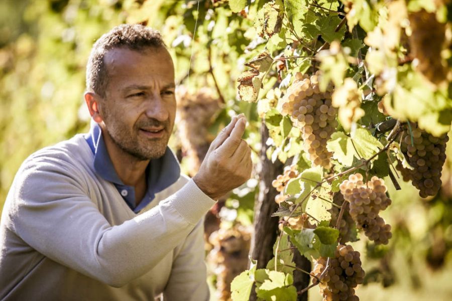 I vigneti Celli, una collezione di caratteri