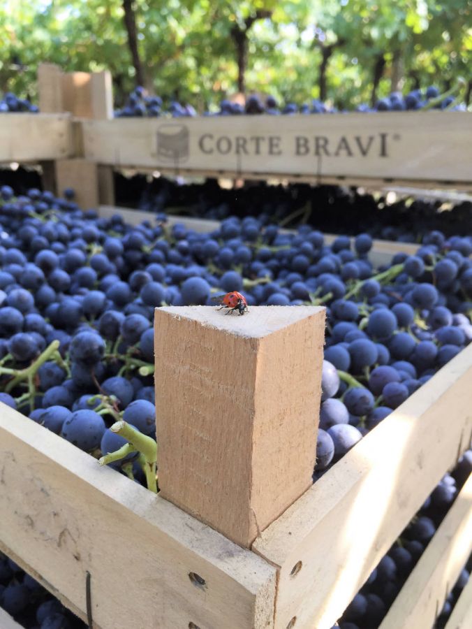 Profumi e sapori autentici della Valpolicella
