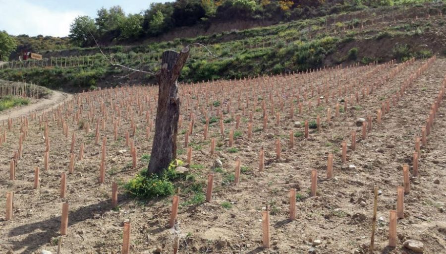 La migliore protezione per il tuo vigneto