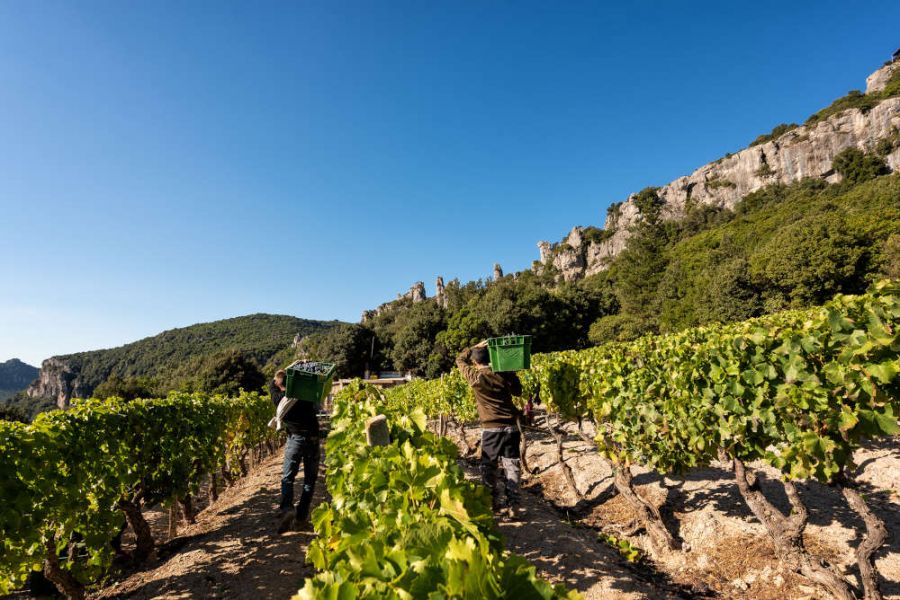 Il Cannonau, figlio prediletto del territorio di Jerzu