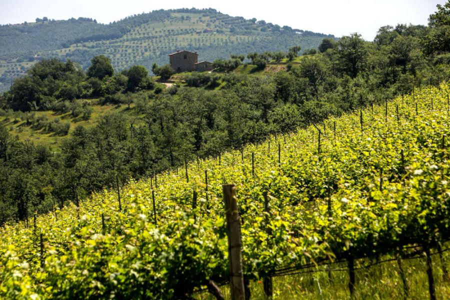Anteprima Trasimeno 2022