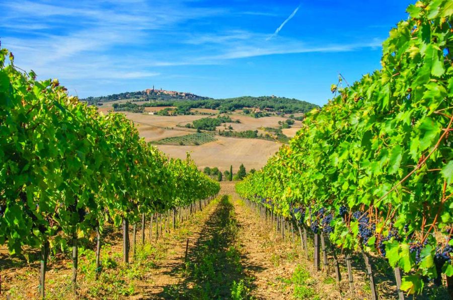 Orcia Wine Festival: dopo due anni torna la grande festa dell’Orcia Doc