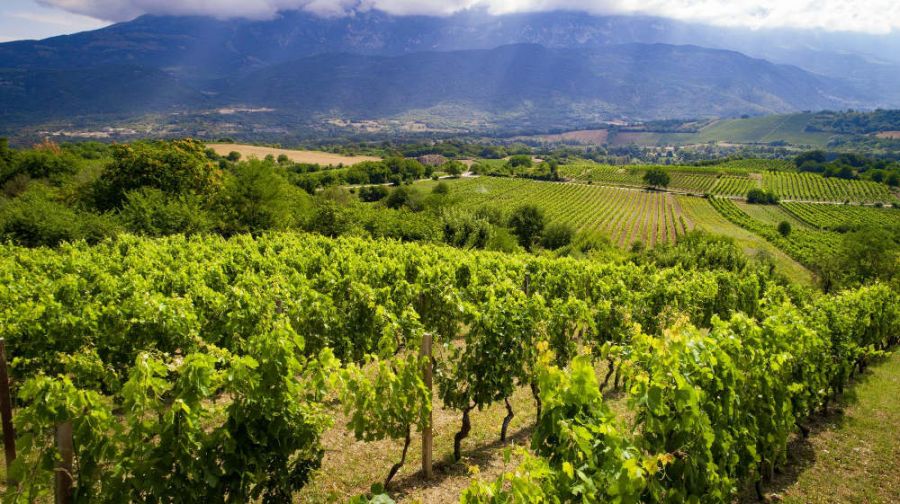 Torna “Words of Wine -Parole di vino”