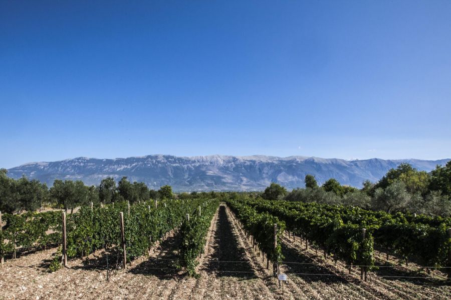 La Germania si conferma primo mercato  per i vini d’Abruzzo