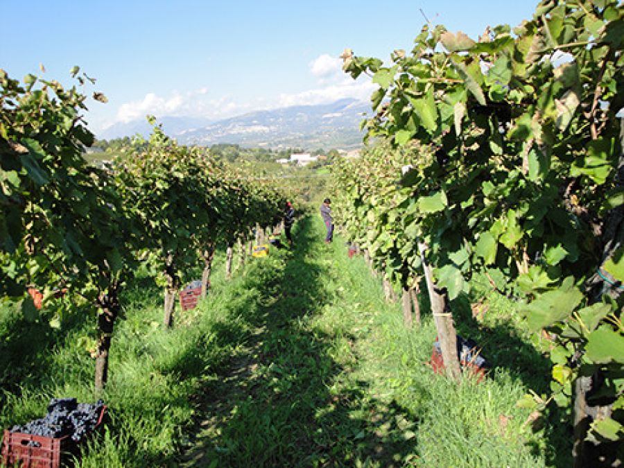 Vini di qualità alle pendici del Monte Taburno