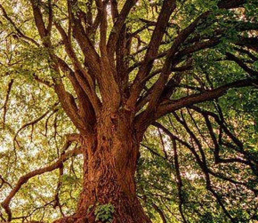 Aggiornato l'Elenco degli alberi monumentali d'Italia