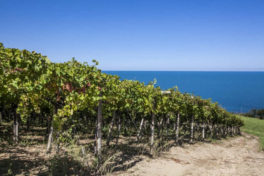 L'Abruzzo in nomination come regione vinicola dell'anno