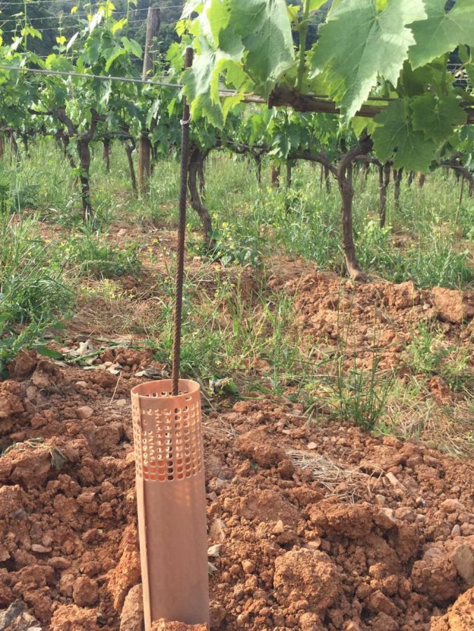 Protezioni innovative e sostenibili per il tuo vigneto